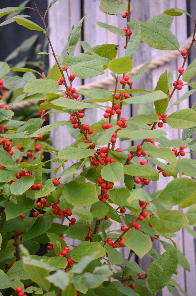 Winterberry Holly (Ilex decidua)